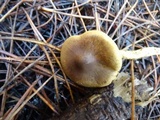 Cortinarius smithii image