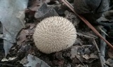 Lycoperdon echinatum image