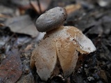 Geastrum coronatum image