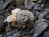 Geastrum coronatum image