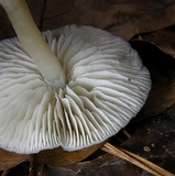 Clitocybe subditopoda image