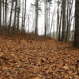 Clitocybe subditopoda image