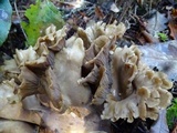 Gomphus clavatus image