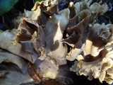 Gomphus clavatus image