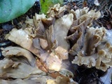Gomphus clavatus image