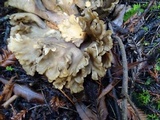 Gomphus clavatus image