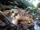 Gomphus clavatus image