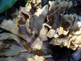 Gomphus clavatus image
