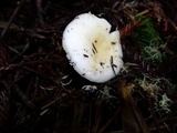 Russula raoultii image