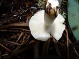 Russula raoultii image