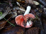 Russula cremoricolor image
