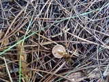 Inocybe lacera image
