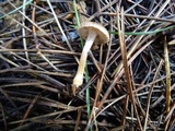 Inocybe lacera image