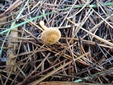 Inocybe lacera image