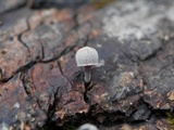Mycena corticola image