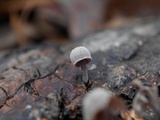 Mycena corticola image