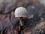 Mycena corticola image