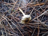 Inocybe fuscodisca image