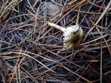 Inocybe fuscodisca image
