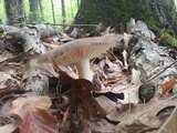 Megacollybia rodmanii image