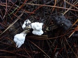 Hypomyces cervinigenus image