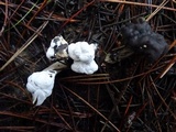 Hypomyces cervinigenus image