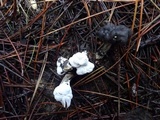 Hypomyces cervinigenus image