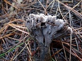 Thelephora palmata image