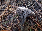 Thelephora palmata image