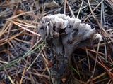 Thelephora palmata image