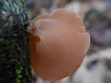 Auricularia fuscosuccinea image