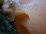 Auricularia fuscosuccinea image