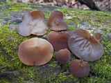 Auricularia fuscosuccinea image