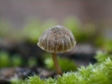 Mycena corticola image