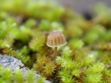 Mycena corticola image