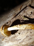 Lepiota castanea image