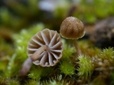 Mycena corticola image