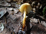 Lepiota castanea image