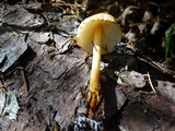 Lepiota castanea image