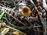 Lepiota castanea image