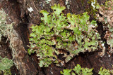 Tuckermanopsis ciliaris image