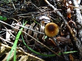 Lepiota castanea image