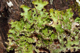 Tuckermanopsis ciliaris image