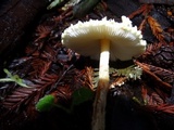 Lepiota magnispora image