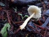 Lepiota magnispora image