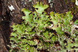 Tuckermanopsis ciliaris image