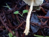 Lepiota magnispora image