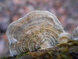 Trametes villosa image