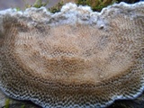 Trametes villosa image