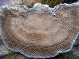 Trametes villosa image